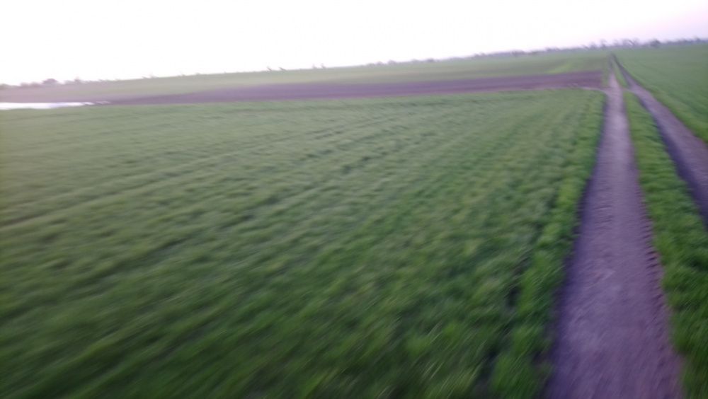 Sprzedam nas*ona  trawy ARETA. rozlogową