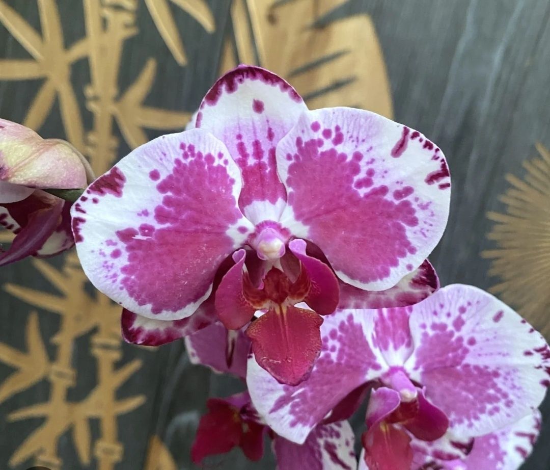 Орхідея орхидея фаленопсис Вероніка Veronika з квітконосом