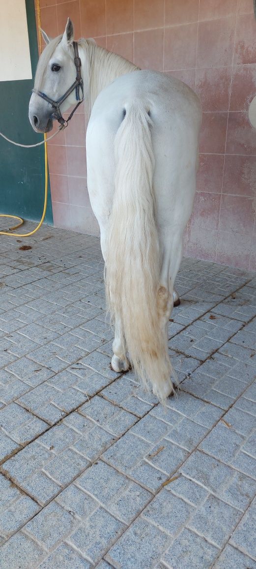 Cavalo psl inteiro