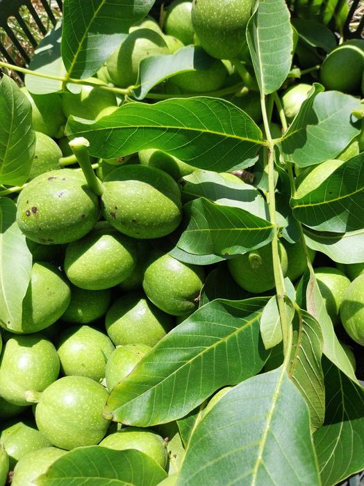 Wyciąg z orzecha włoskiego zielonego 1 l