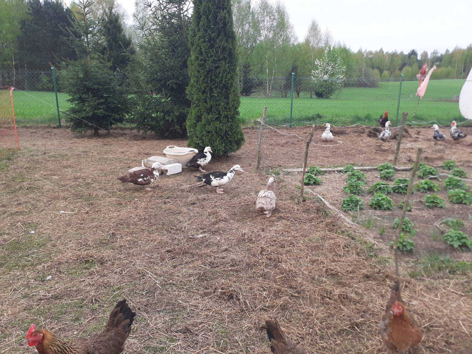 kaczki piżmowe francuskie sprzedam młode,  kaczor wymiana