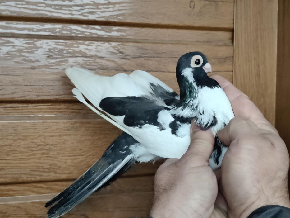 Gołębie zamojskie samiec