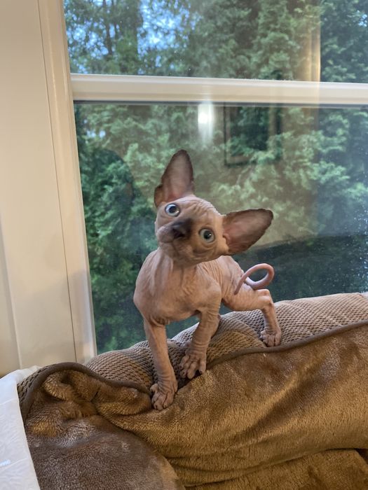 Кошенята сфінкси породісті