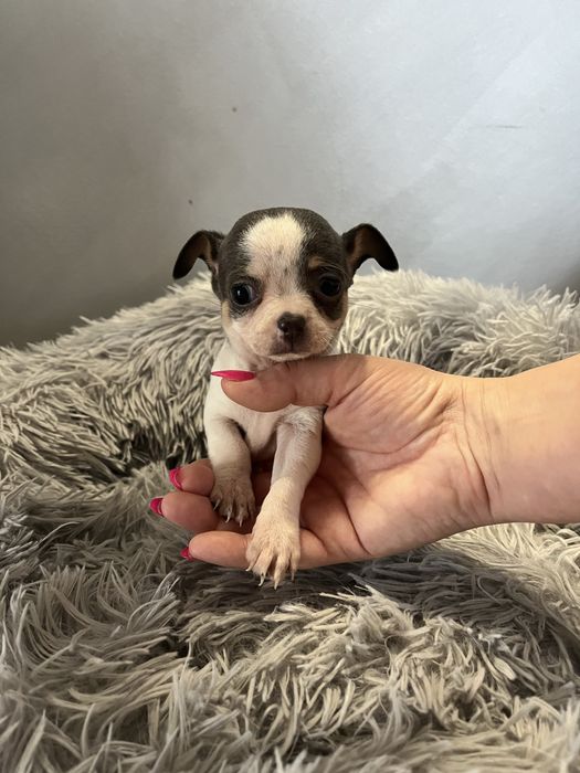 Cudny Łaciaty Niebieski Chihuahua *Miniaturka*