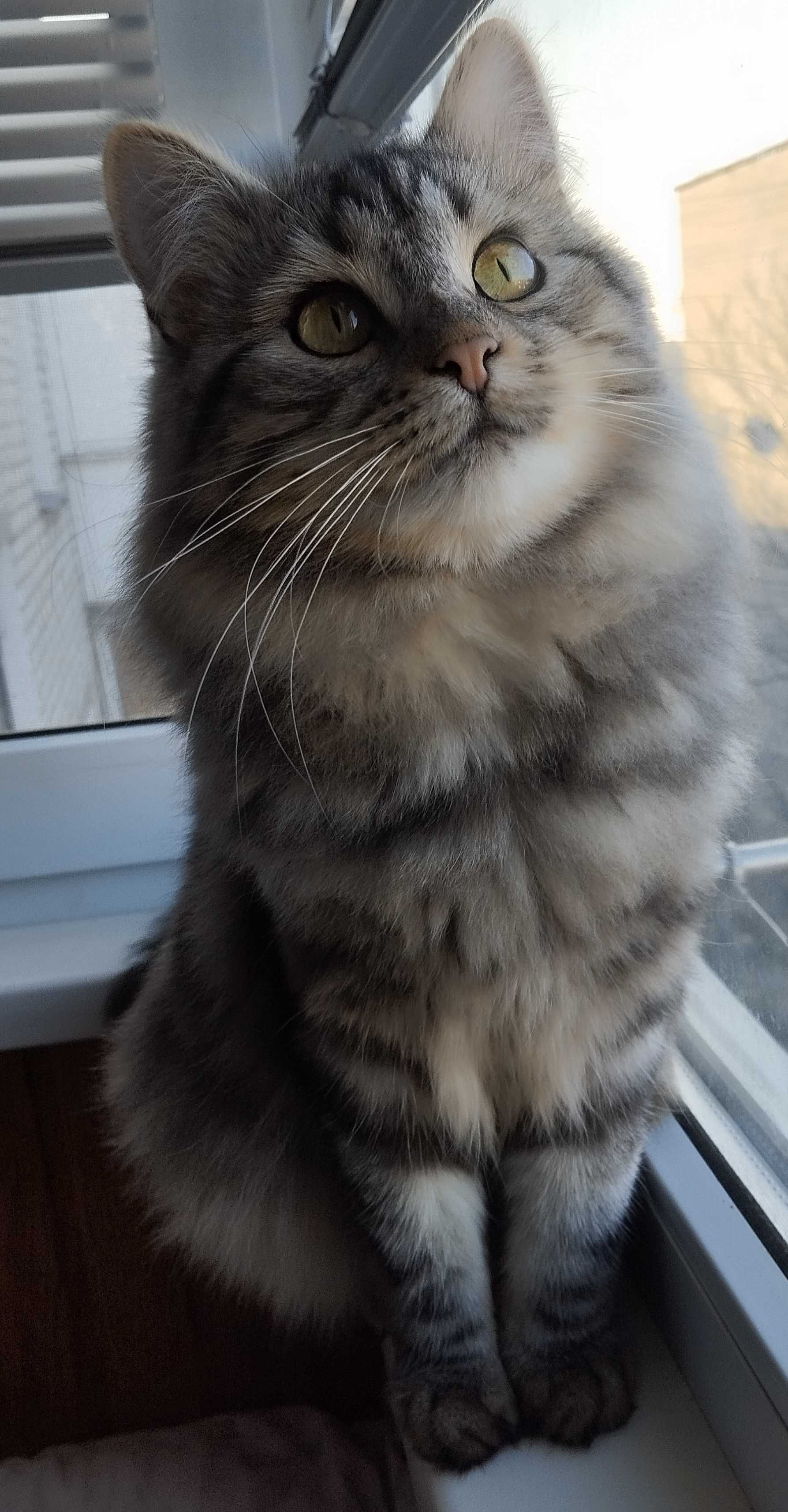 Безкоштовно котик