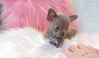 Chihuahua przepiękna liliowa dziewczynka