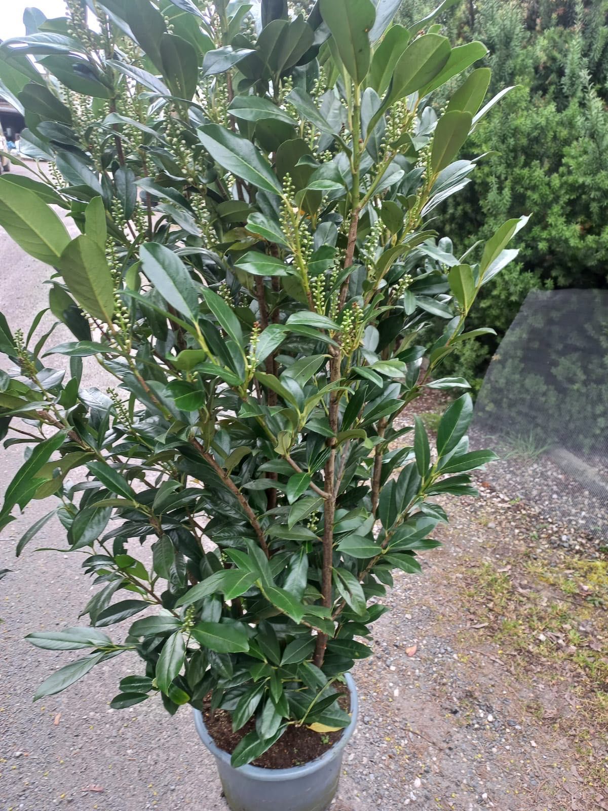 Laurowiśnia 140-150 cm różne odmiany Kaukazika,Etna ..