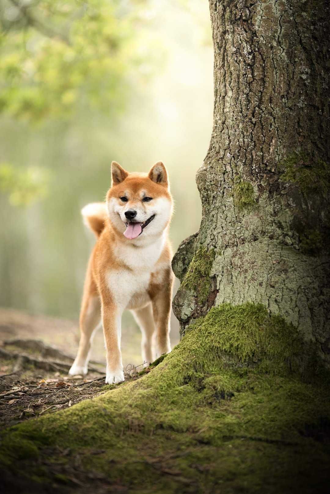 Shiba Inu  reproduktor