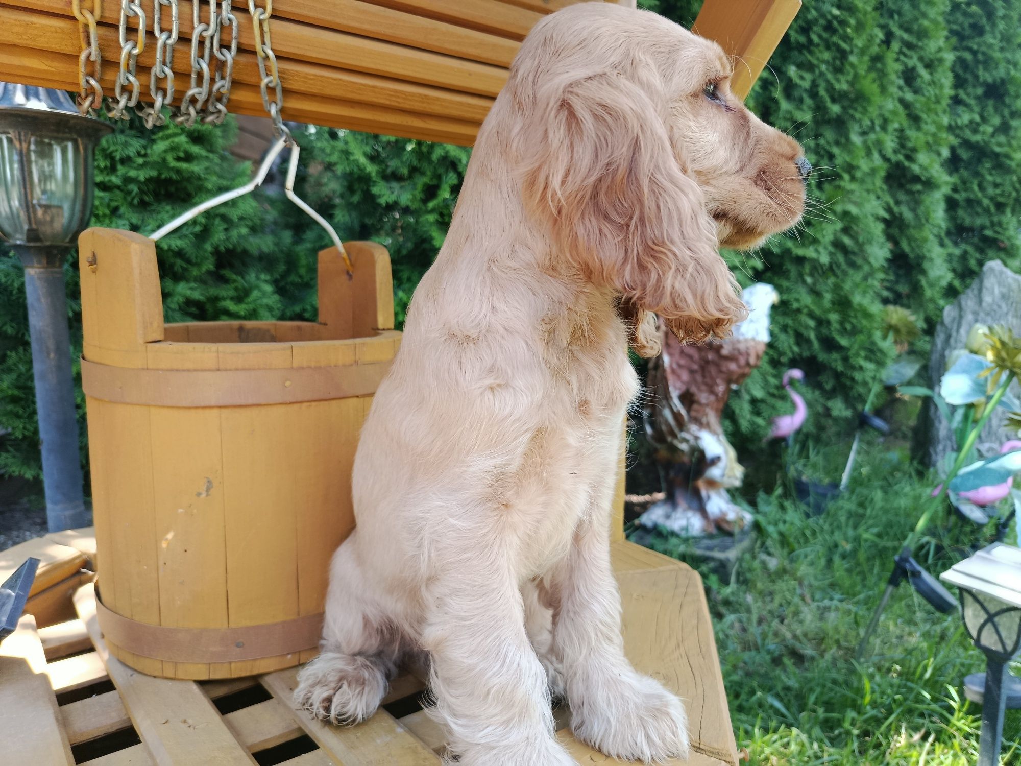 Cocker spaniel angielski rodowód