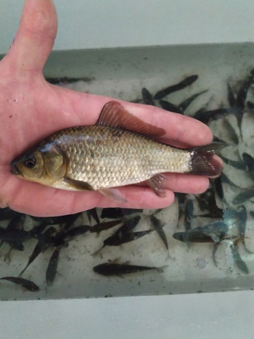 Sprzedam Karasia! Zapraszam