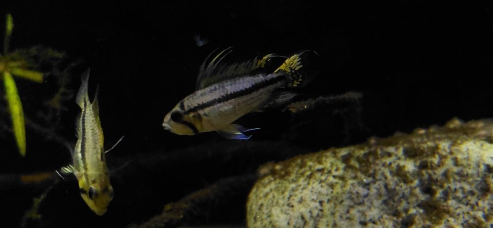 Apistogramma Cacuatoide