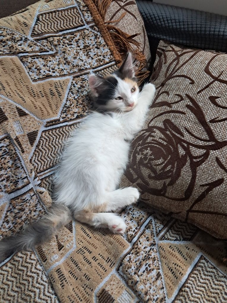 Отдам бесплатно котят