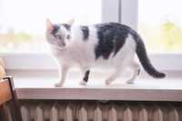 Najwspanialsza na świecie kotka szuka domu
