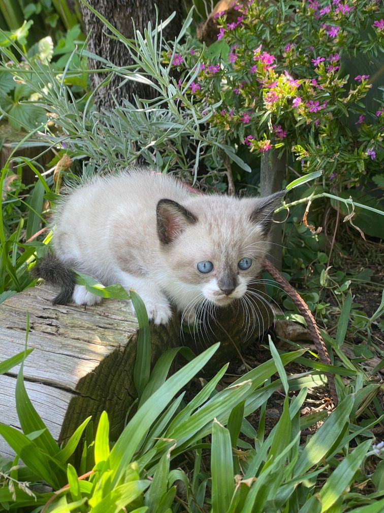 Gato bebé a precisar de mimo e atenção.