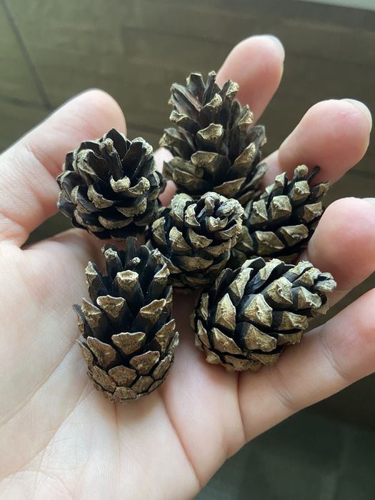 Шишки соснові новий врожай 2025