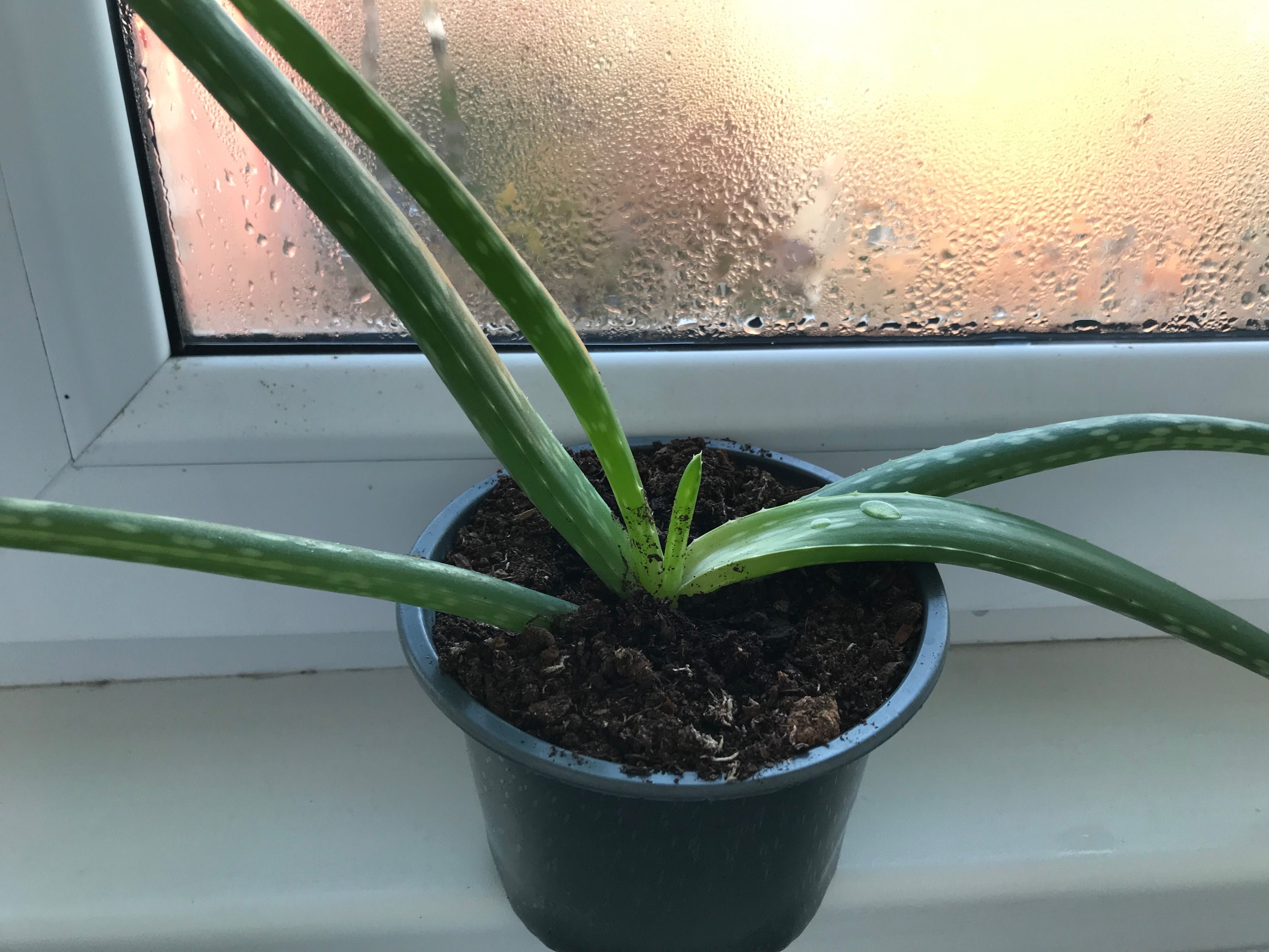 Алое вера (Aloe vera)