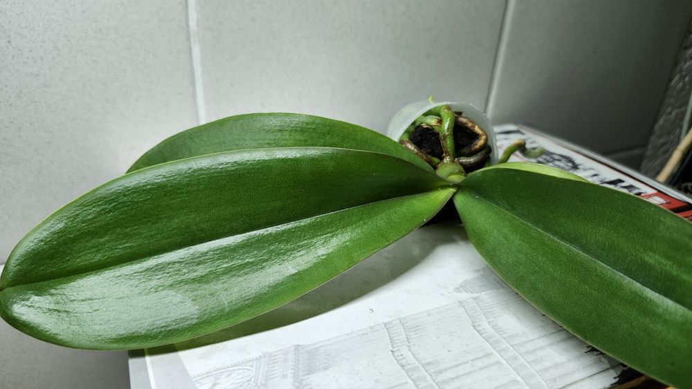 Орхідея фаленопсис- підліток сорту Katleen(10cm)