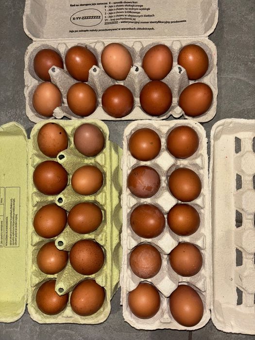 Świeże jajka od młodych, szczęśliwych kur z wolnego wybiegu!