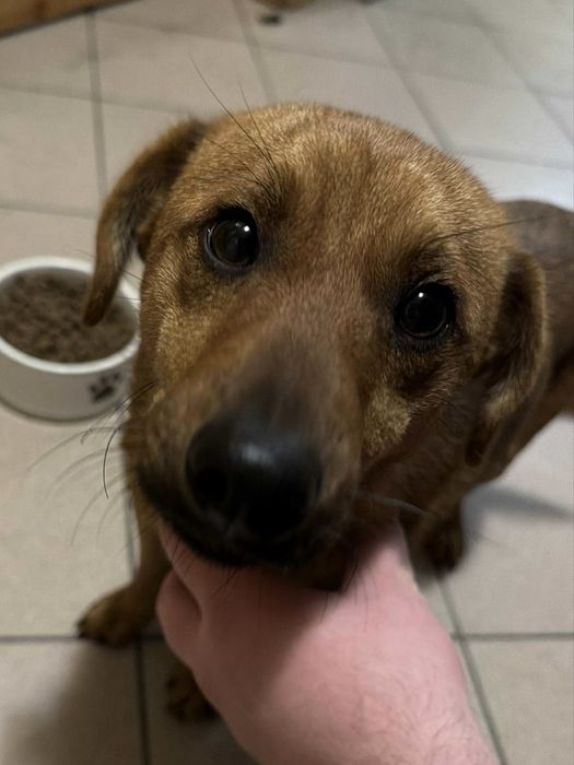 Oddam psa - młody i bardzo grzeczny samiec