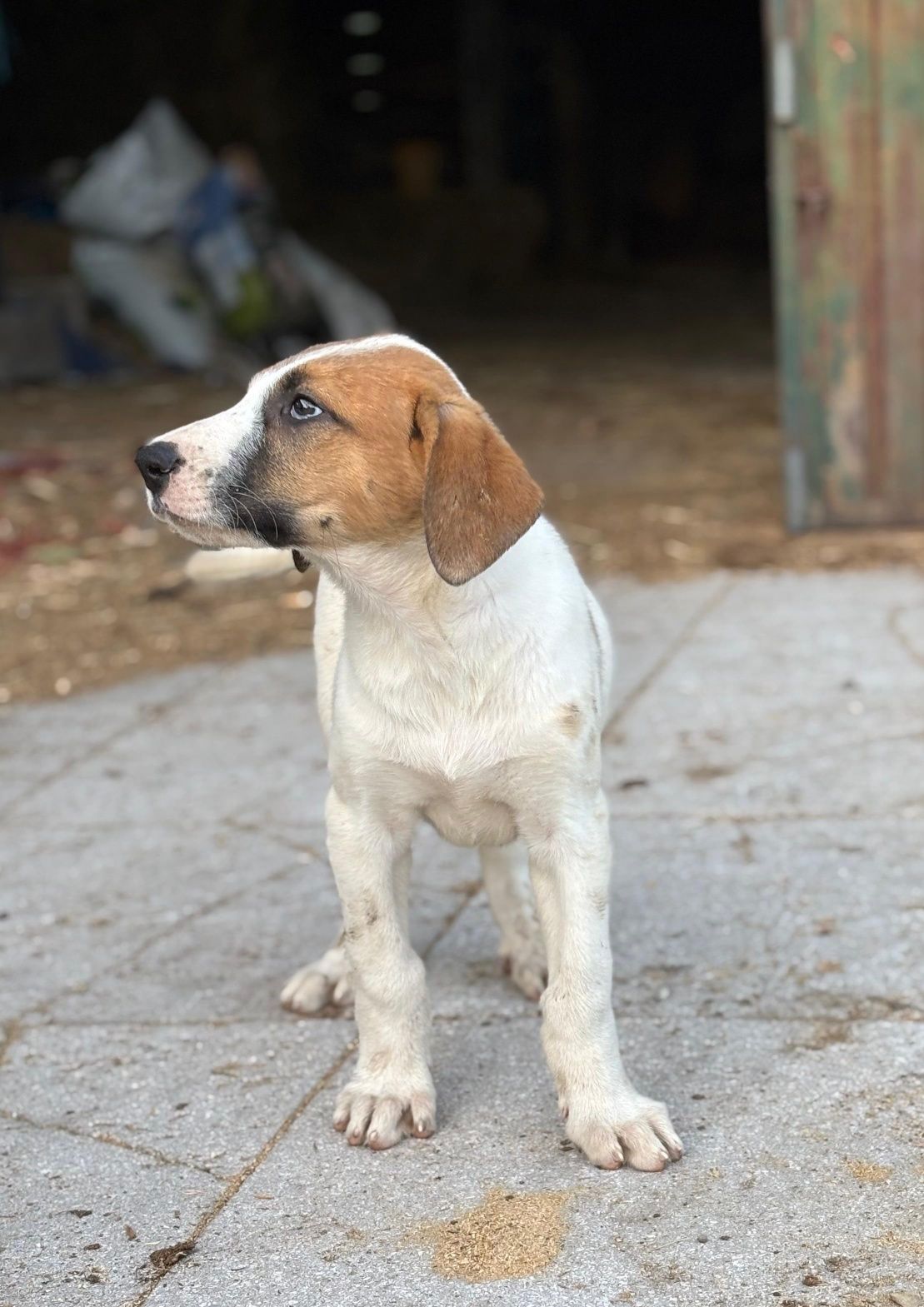 Cão de gado transmontano