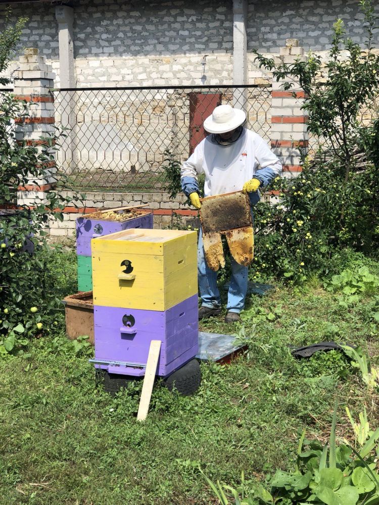 Продается пасика пчелосемья