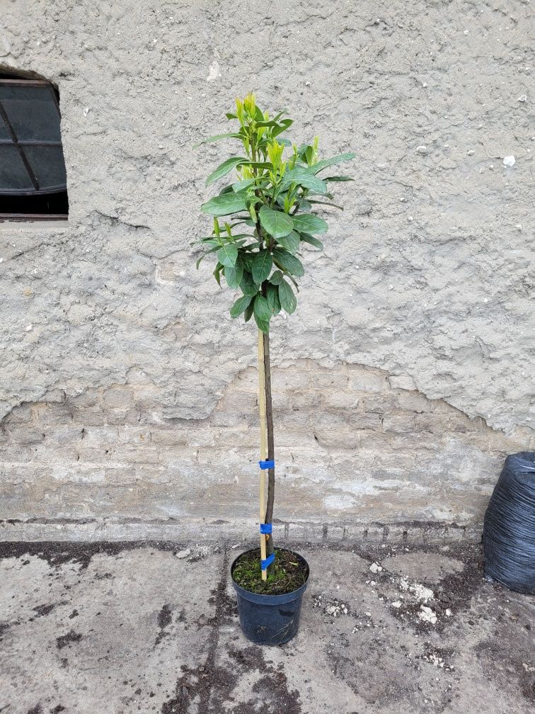 Laurowiśnia na pniu! 180cm