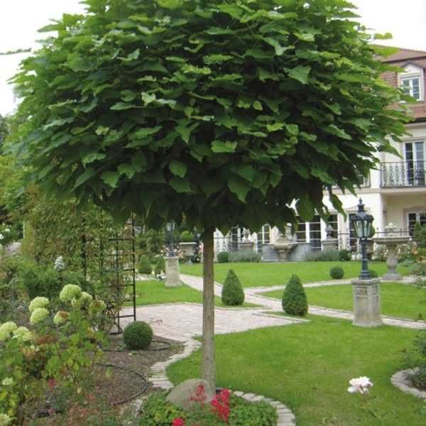 Surmia bignoniowa'Nana' Catalpa szczepiona 160-250cm.Małopolska.