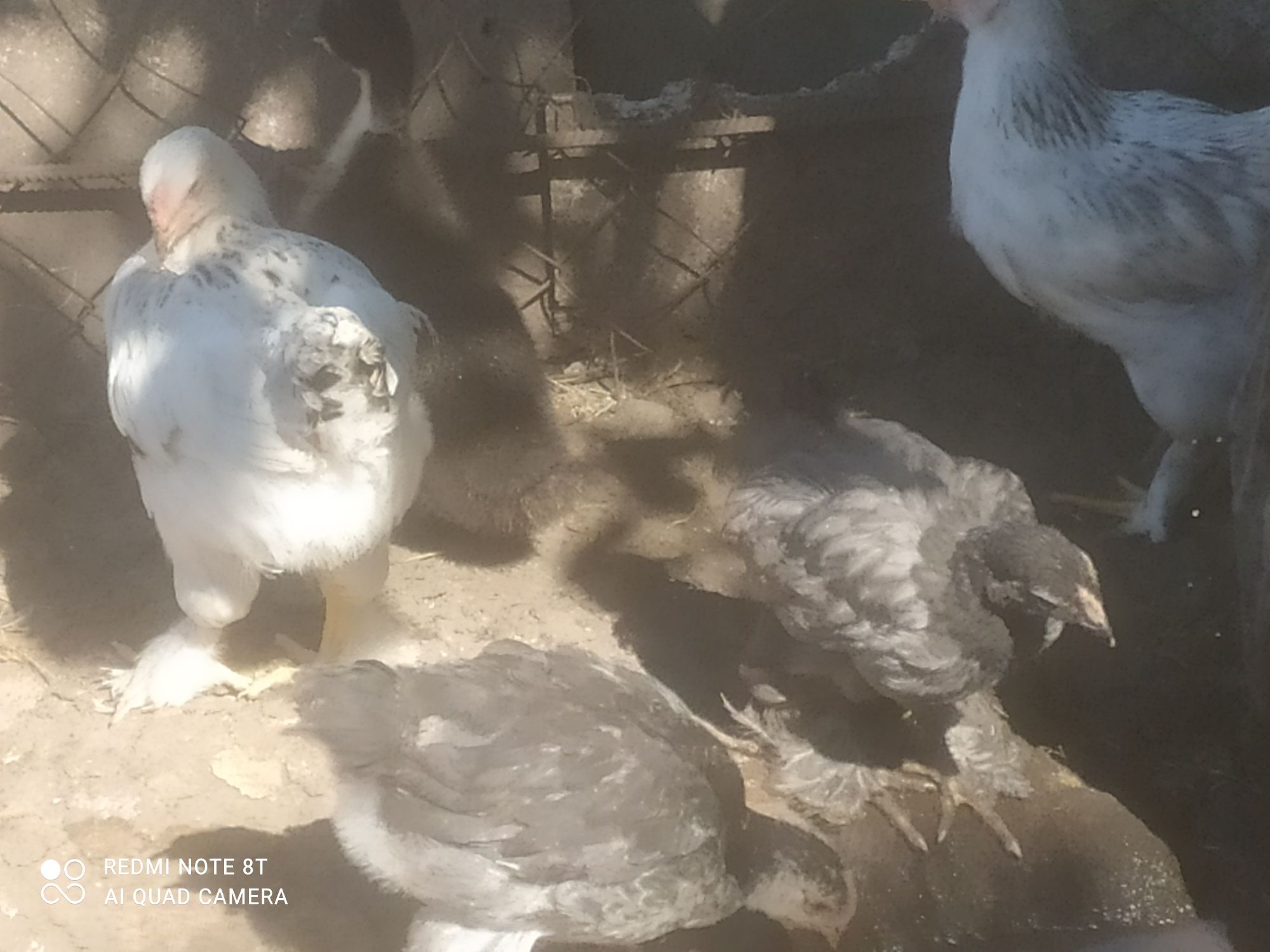 Курочки и цыплята Брама. Суточные и подрощенные.