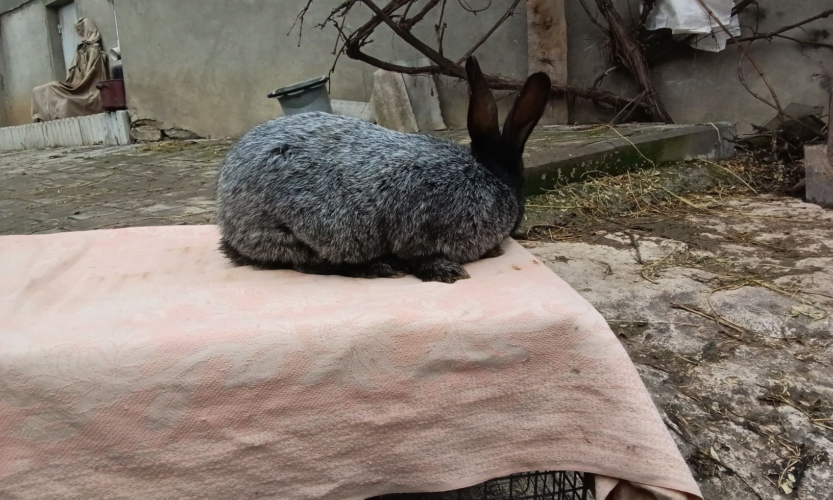 Самець Полтавське срібло віком 4,5 місяців вага 4,2 кг