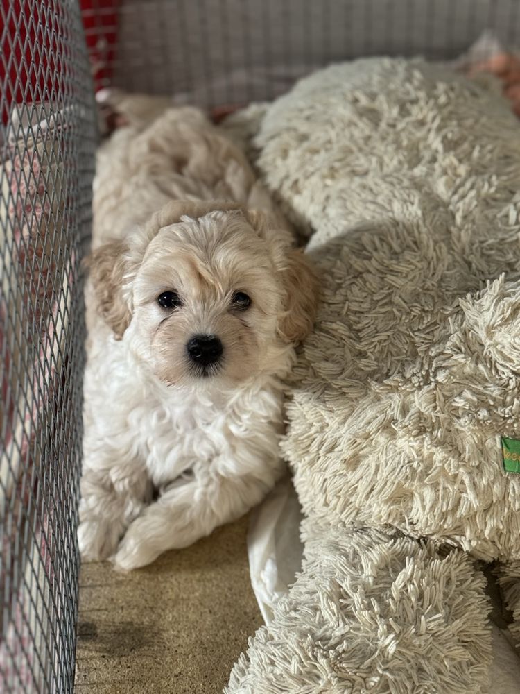 Vip maltipoo мальтіпу ф1, мальтипу