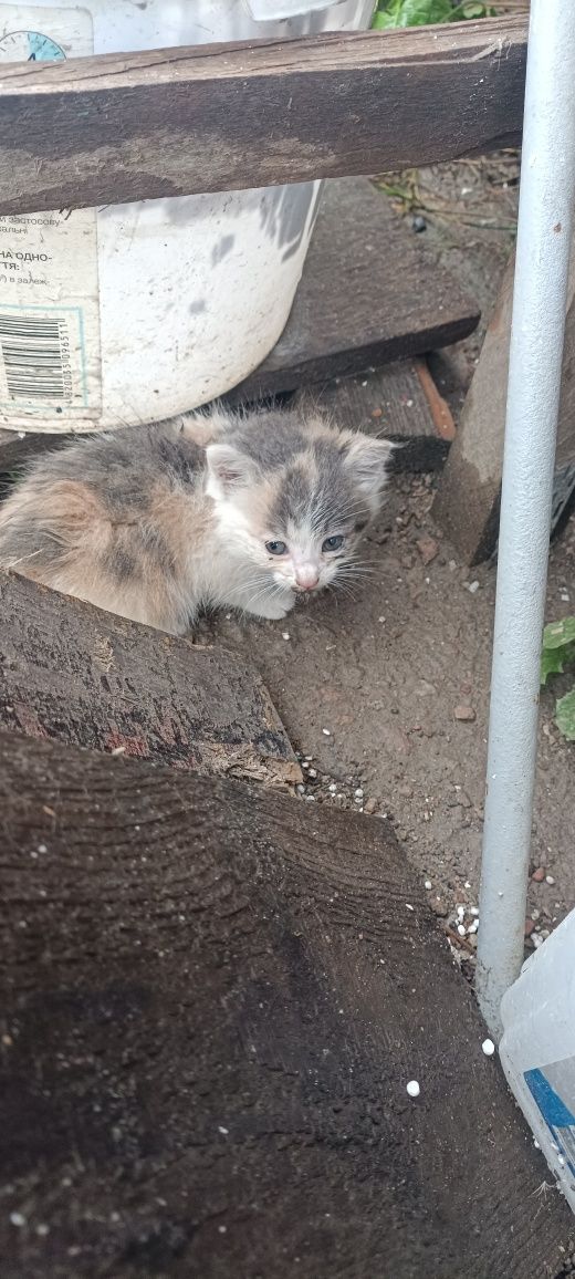 Віддам в добрі руки .