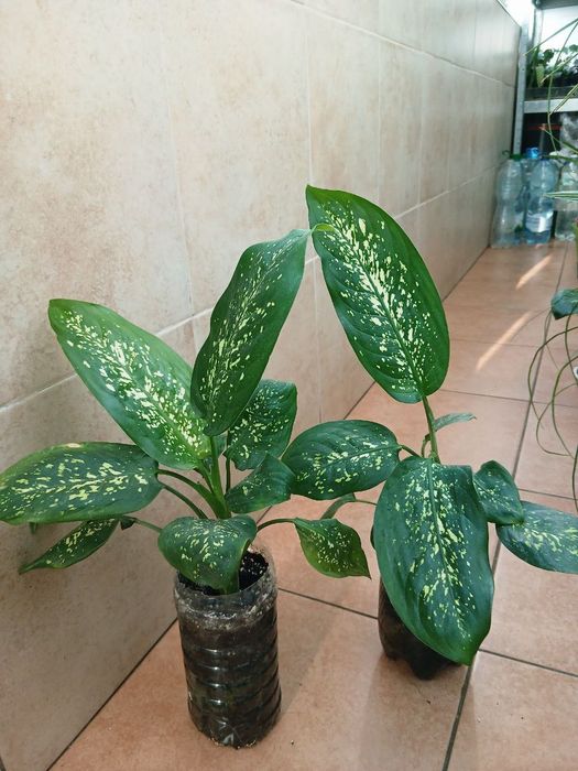 Рослина "Дифенбанхія "