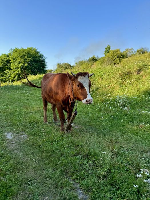 Продається телиця