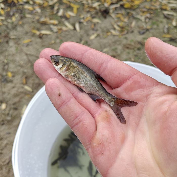 Продажа малька Коропа, амура, толстолоба