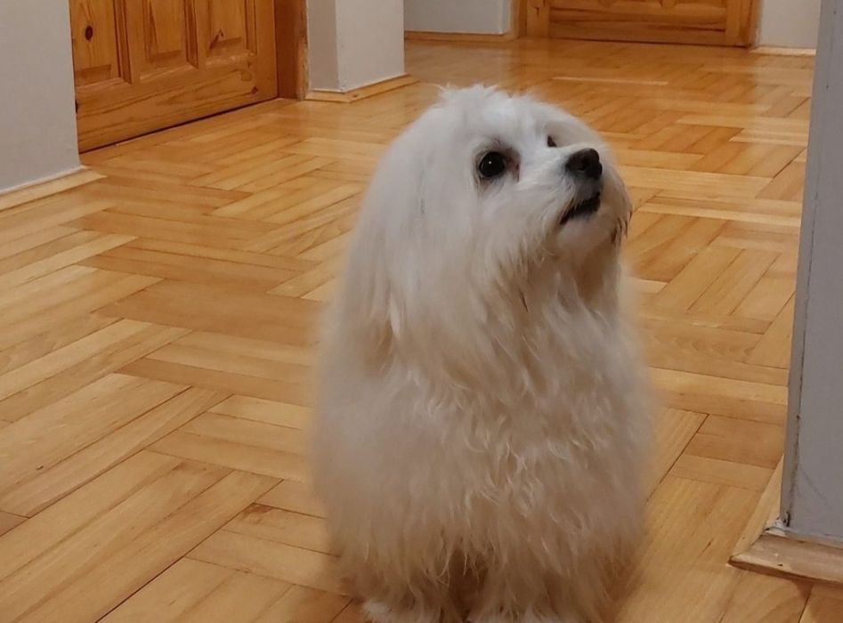 Maltamczyk . Maltanka . Piesek