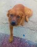 Golden retriever com labrador
