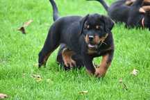 Rottweiler szczenię PIESEK
