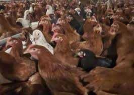 Kury Nioski ROSA 1 kurki kolorowe Dominant Leghorn Messa z jajkiem