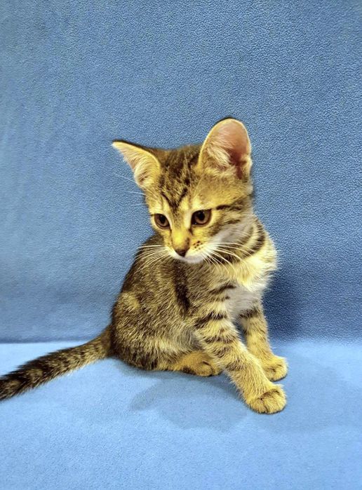 Маленькая полосатая котёнок девочка табби ищет дом! Котята в хорошие р