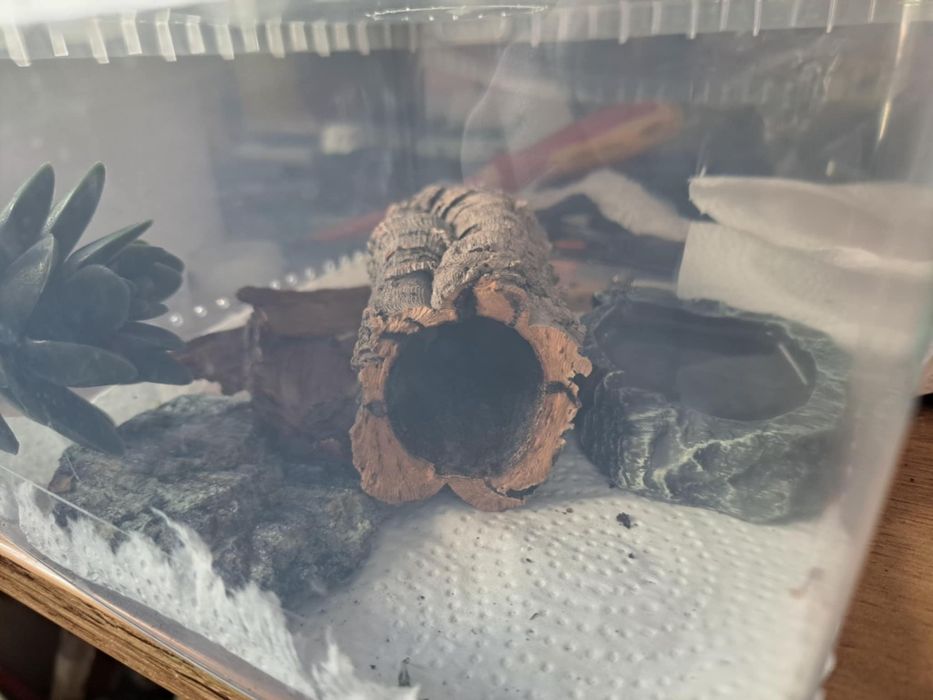Gekony lamparcie