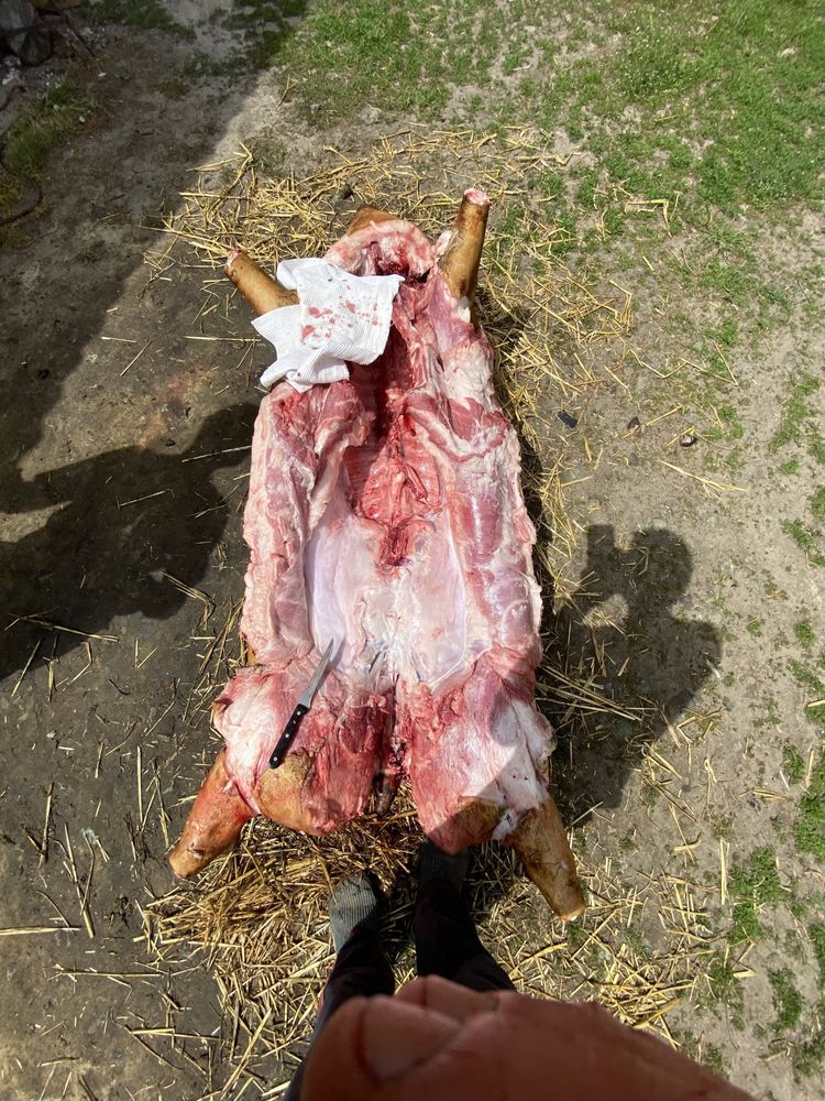 Туши свиней мясной породы