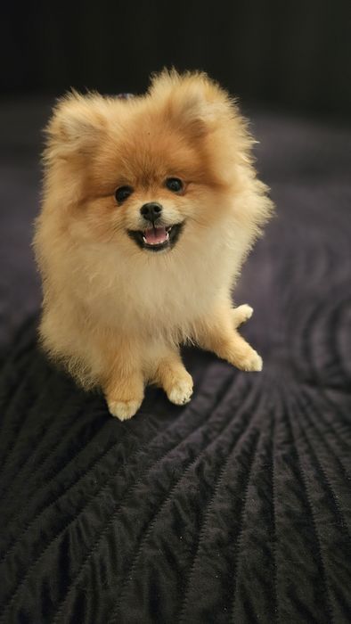 Szpic miniaturowy xs pomeranian samiec