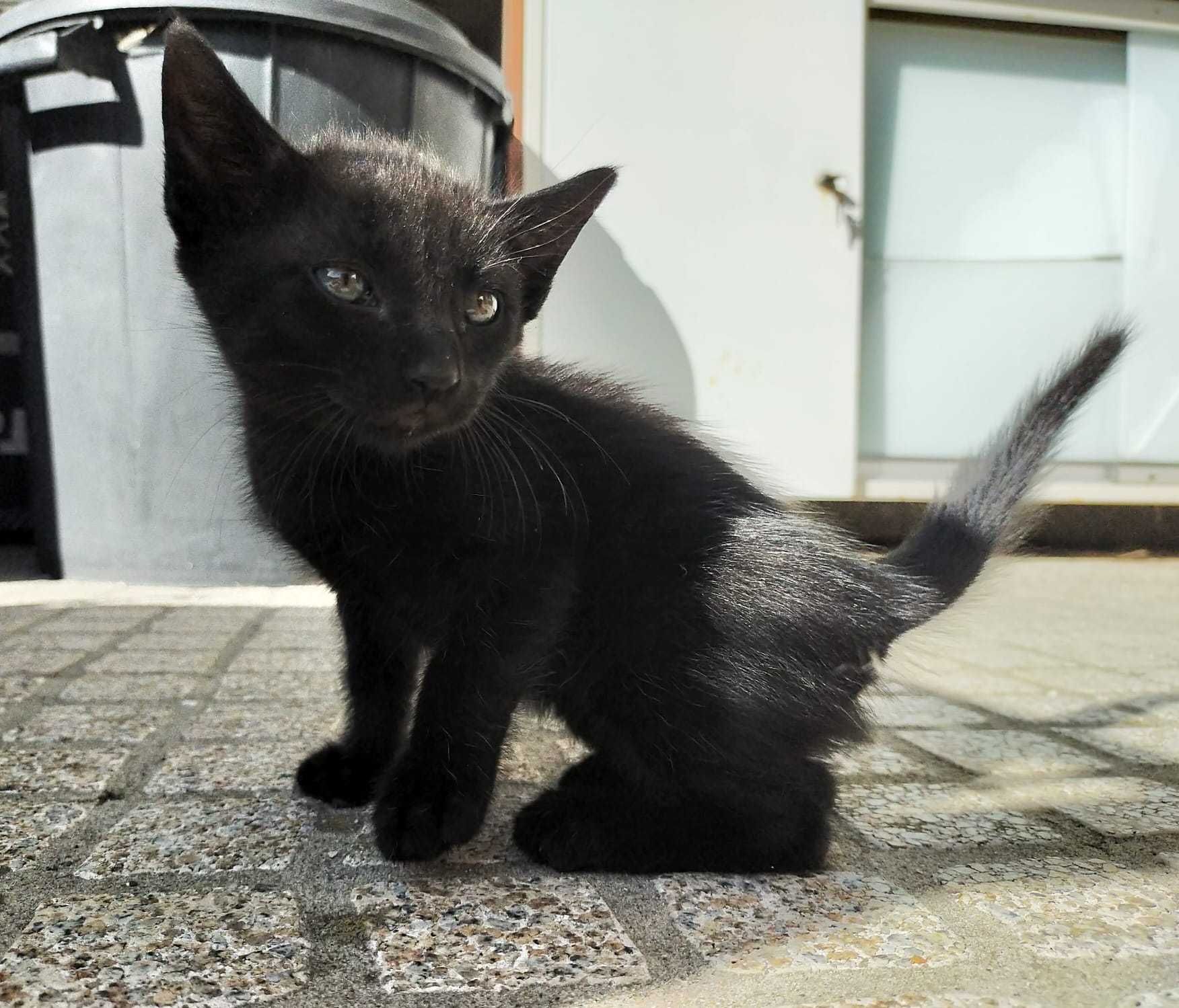 Gatinhos para adoção responsável