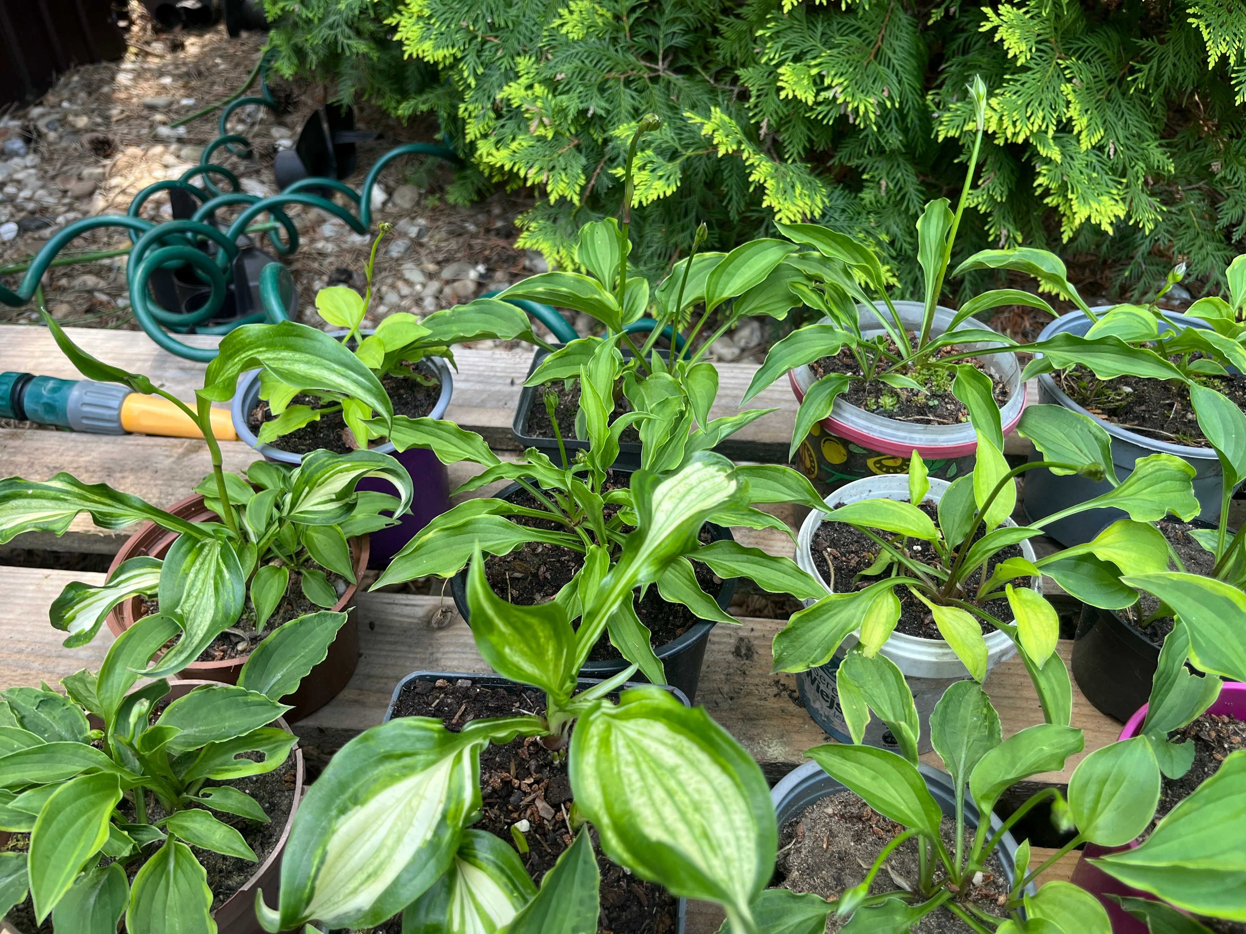 10 x funkia, hosta sadzonki