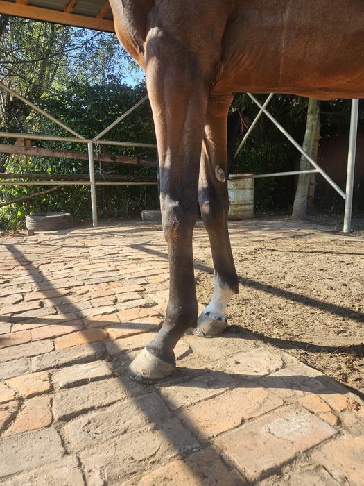 Klacz xx 4,5 roku, 164 cm wzrostu, zdrowa i grzeczna