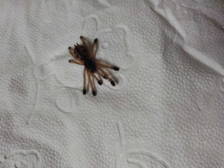 Avicularia avicularia l4