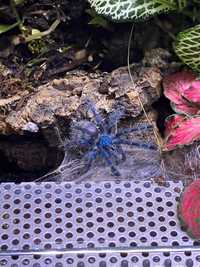 Caribena Versicolor pająk ptasznik L6