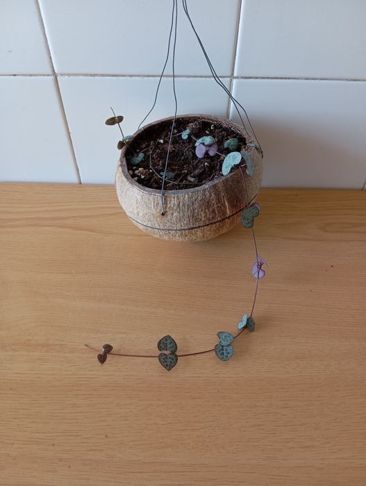 Planta coração emaranhado