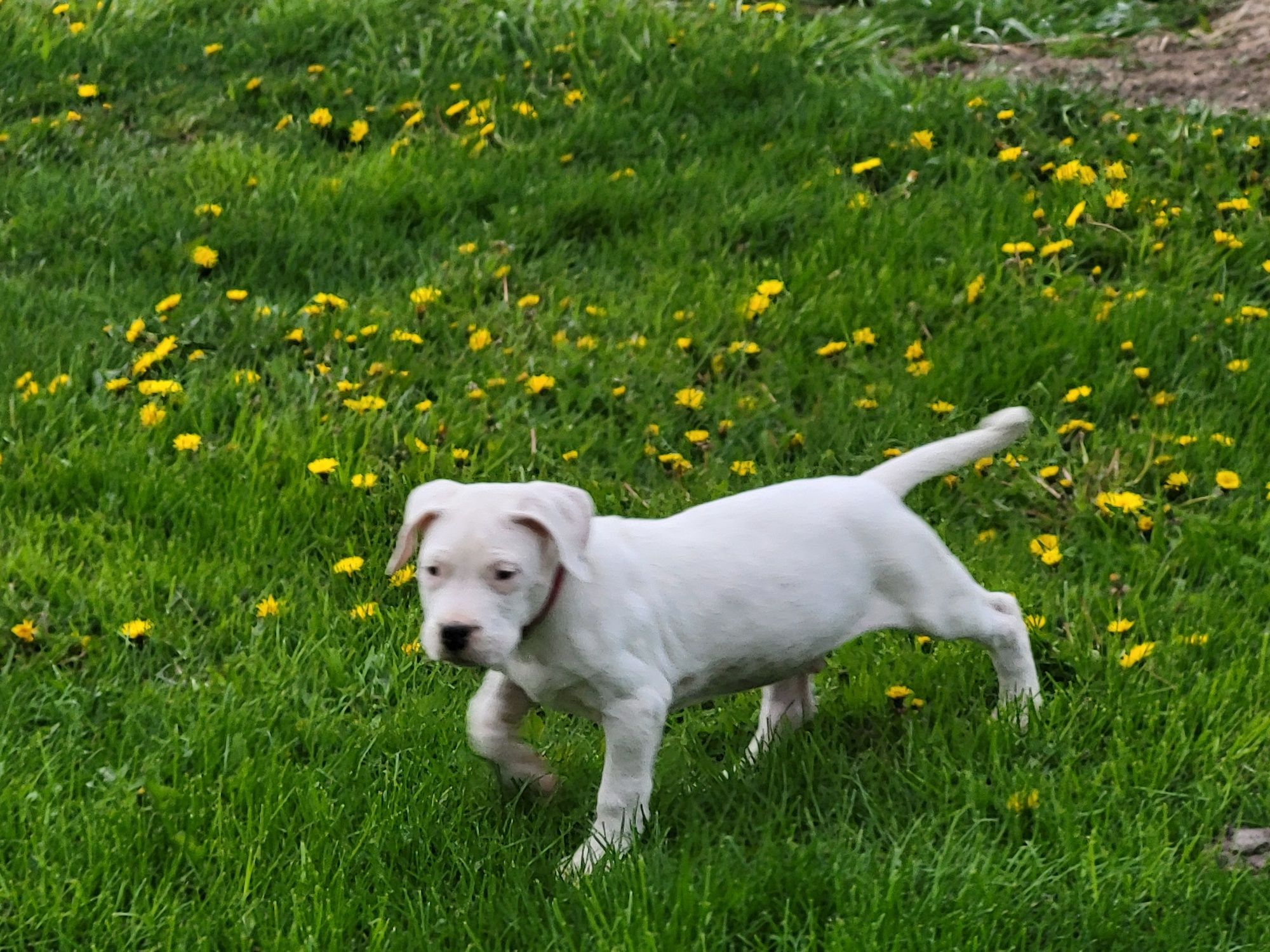 Dog Argentyński FCI nie bandog  pitbul amstaff cane corso