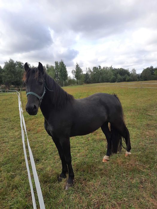 Klacz walijska 3 lata